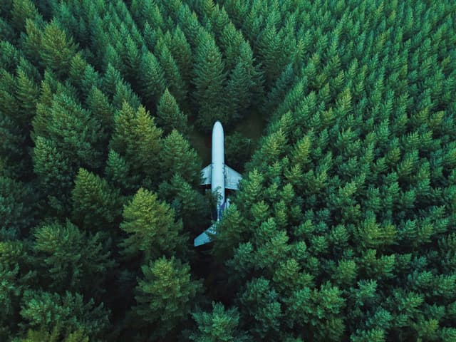 Airplane Amidst Trees